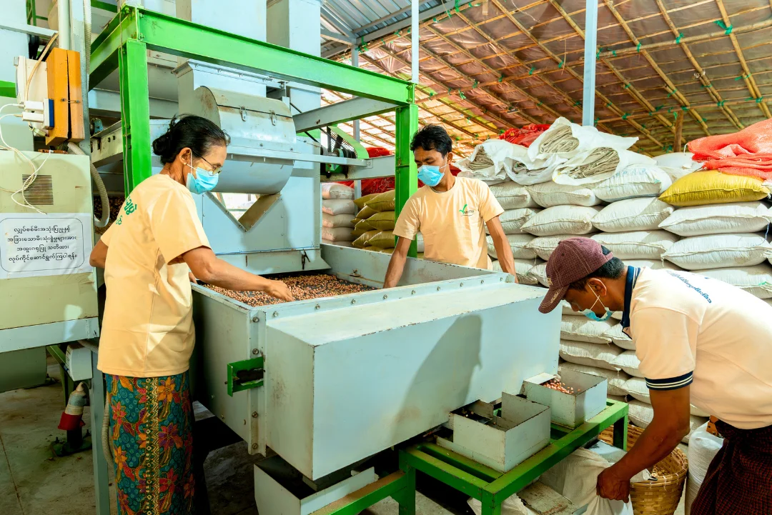 Workers operating color sorting machine