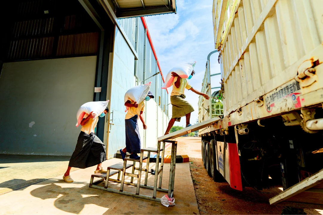 Workers loading sacks onto export truck
