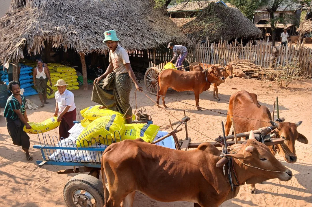 Ox cart transporting agricultural input bags to farm