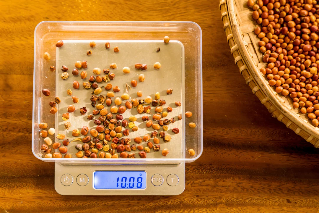 Damaged seeds separated on precision digital scale