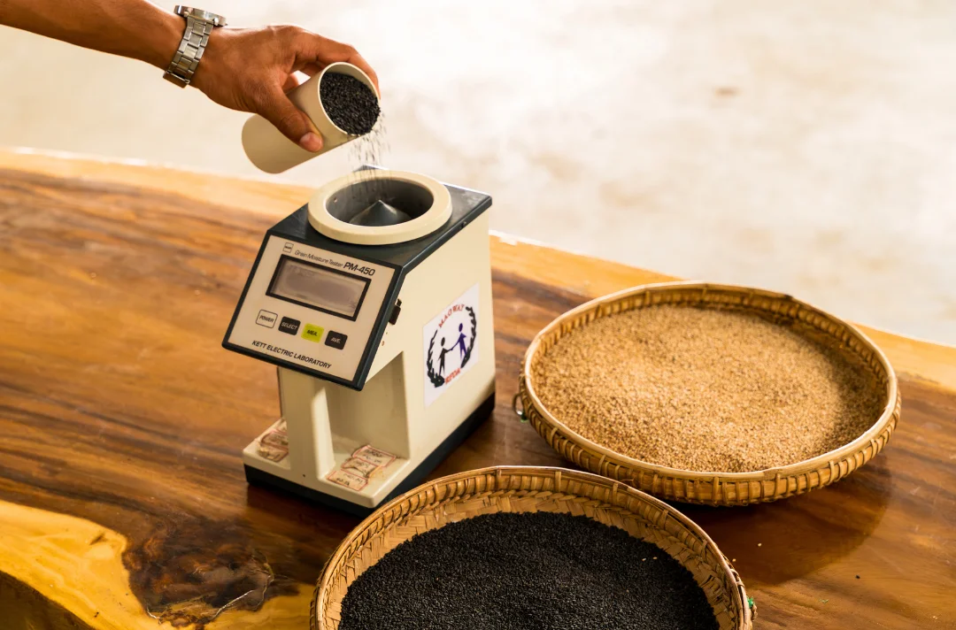 Testing sesame moisture content with digital meter