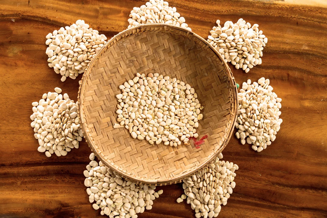 White sesame seeds sorted into quality piles